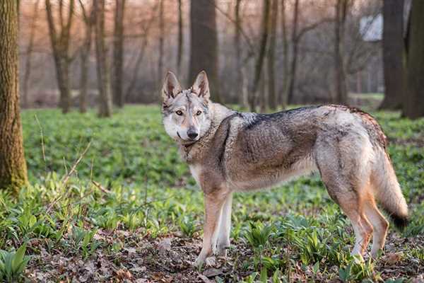 The Czechoslovak Wolfdog: Appearance and Characteristics