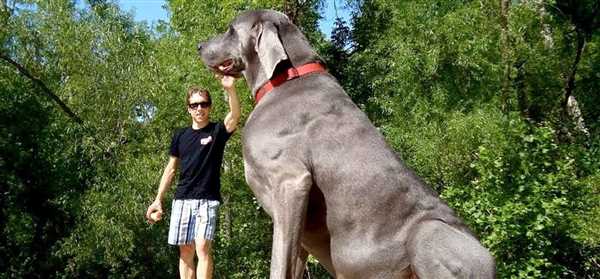 The Unearthly Size and Unmatched Power of the Biggest Dog in the World